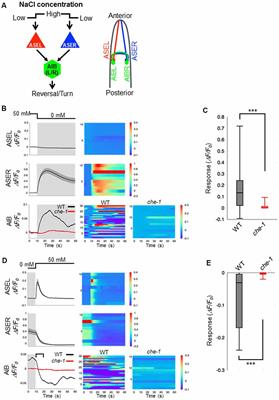 An Excitatory/Inhibitory Switch From Asymmetric Sensory Neurons Defines Postsynaptic Tuning for a Rapid Response to NaCl in Caenorhabditis elegans